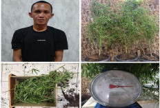 Tanam Ganja di Rumah Kontrakan, Warga OKU Selatan Ditangkap Polisi