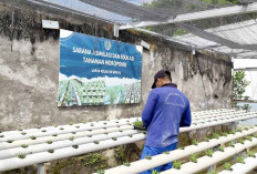 Lapas Sekayu Kembangkan Budidaya Kangkung Hidroponik Dukung Ketahanan Pangan