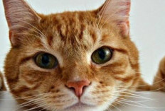 Mengupas Misteri Kucing Oren: Apakah Benar Mereka 'Preman