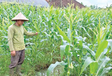 Lahan Semak Kini Hasilkan Rupiah