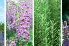 6 Spesies Lavender dan Aromanya yang Memikat, Mana yang Menjadi Favoritmu?