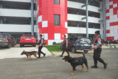 Bukan Sekadar Anjing Biasa, Ini Fakta Mengejutkan Tentang K9 yang Bikin Melongo