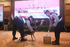 Teknologi Kalah Jauh! Ini Bukti Kehebatan Indra Penciuman Anjing