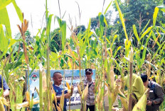 Rawat Intensif, Rutin Semprot Hama 
