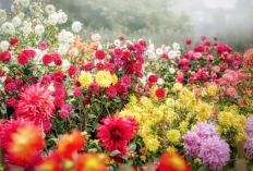 Manfaat Penanaman Florikultura, Bisa Menyerap Polutan, Ini Penjelasannya