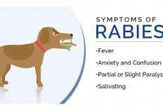Puskesmas dan RSUD di OKI Jadi Rabies Center, Target 2025 Zero Kasus