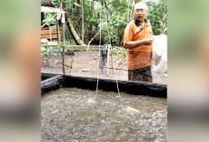 Mantan Guru Ogan Ilir Sulap Pekarangan Jadi Kolam Lele Produktif