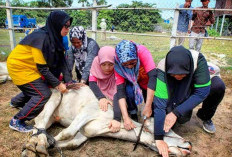 Wanita Menyembelih Hewan Ternak dan Kurban, Halal atau Haram? Ini Jawaban dari Para Ulama!
