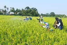 Sawah di Musirawas Diserang Penyakit Blas, Petani Lakukan Pengendalian Jamur Patah Leher Padi