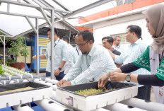 Limbah Daun Nanas Prabumulih Diubah Jadi Kapas Staple Berkualitas Tinggi: Bahan Fiber Mobil hingga Rompi Anti 