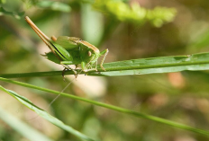 Ini Dia Cara Alami Atasi Hama Belalang