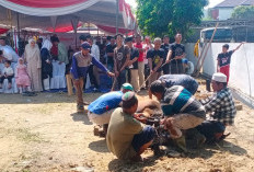 Sembelih Belasan Hewan Kurban, DPD Partai Gerindra Sumsel Bagikan Ribuan Kantong Daging untuk Warga