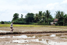 Petani Empat Lawang Tancap Gas Tanam Padi, Jaga Stabilitas Harga Beras