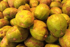 Berikut 7 Manfaat Buah Kedondong Bagi Kehidupan Sehari-hari         