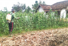 Terapkan Sistem Tanam Bergantian, Hasil Panen Lebih Optimal