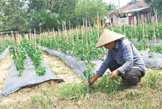 Jadikan Lahan Terbengkalai Sumber Harapan Keluarga