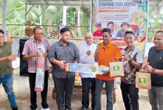 Launching Gerakan Tumpang Sari Jagung di Perkebunan Kelapa di Banyuasin, Ini yang Diharapkan LP3