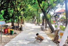 Data Pohon-Pohon Tua Rawan Tumbang, Antisipasi di Musim Hujan Ekstrem