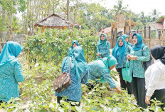  Bikin 20 Kebun KWT, Desa di Muba ini Wujudkan Ketahanan Pangan 