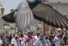 Fakta Menarik Tentang Burung Dara di Mekkah: Dari Tradisi, Simbol, Hingga Kaitannya dengan Bulan Haji!