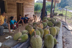 Penggemar Durian Harus Tahu, Ini Tips Jitu Memilih Buah Kesukaan