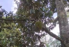 Durian Tebing Tinggi Ternyata Sangat Dinantikan Para Pecinta Durian, Kenapa Ya?