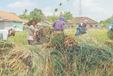 Manfaatkan Jerami Jadi Pakan Ternak