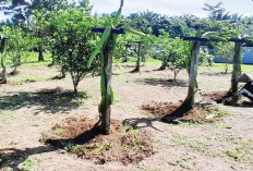 Komitmen Tingkatkan Kemandirian, Ajak Warga Binaan Pupuk Pisang dan Buah Naga 