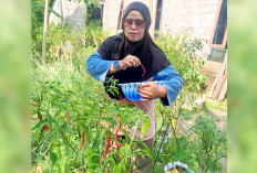 Bumbu Dapur Habis? Warga Kayuagung Cukup Petik dari Pekarangan Sendiri