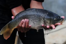 Simak! Inilah 13 Manfaat Konsumsi Ikan Mas, Rupanya Bisa Buat Awet Muda