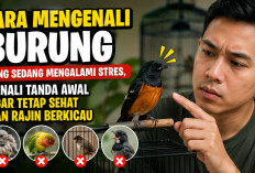 Cara Mengenali Burung yang Mengalami Stres, Kenali Gejala Sejak Dini agar Tetap Sehat dan Rajin Berkicau