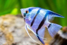 Catat, Inilah Pilihan Makanan Terbaik untuk Ikan Manfish: Nutrisi yang Diperlukan untuk Pertumbuhan Optimal!