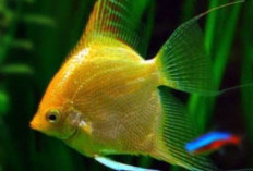 Terungkap, Ternyata Begini Cara Membuat Ikan Manfish Berkilau dalam Akuarium Anda!