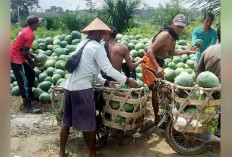 Pemdes Sukajaya Kembangkan Kebun Semangka 3 Hektare, Dorong Ekonomi dan Ketahanan Pangan Desa