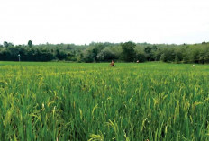 Serangan Hama Wereng dan Walang Sangit, Panen Padi di OKU Merosot Hingga 50 Persen