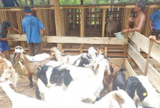 OKU Timur Surplus 26 Ribu Hewan Kurban Jelang Iduladha 2025