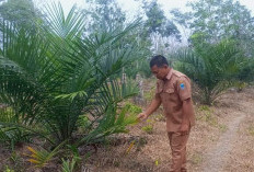 Petani Rugi Akibat Bibit Sawit Tak Resmi, APKASINDO Lahat Imbau Jeli Sebelum Membeli