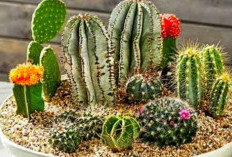 6 Penyakit Umum yang Sering Menyerang Kaktus Mini, Berikut Cara Penanganannya!