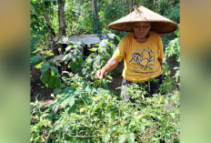 Meski Sedikit, Tanam Cabai di Pekarangan Bantu Kebutuhan Dapur Warga Lubuklinggau