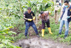 Terungkap, Identitas Mr X di Kebun Kopi, Tubuh Penuh Luka Diduga Korban Pembunuhan  