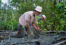  Kisah Masyarakat Pasir Sakti: Dulu Terkikis Abrasi, Kini Tumbuh Mangrove yang Menghidupi