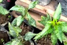 Setelah Cabai, Berencana Tanam Terong