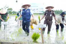 Gerak Cepat Hadapi El Nino, OKU Timur Pacu Target 1 Juta Ton Gabah di 2026