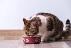 7 Tips Agar Kucing Bahagia dan Betah di Rumahmu