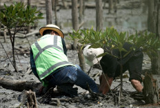 Lanjutkan Konservasi Pesisir, PTBA Tanam 40 Ribu Bibir Mangrove