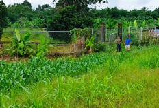  Bakal Bawa Dampak Ekonomi Positif, Kawasan Agrowisata Pulo Mas Tanam Jagung