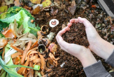 5 tips Membuatan Pupuk Kompos dari Sampah Bekas 