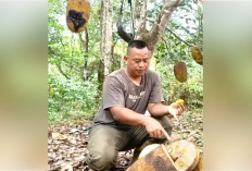 Nangka Bangkok di Empat Lawang Berbuah Lebat, Meski Hanya 5 Pohon Hasilkan Buah Jumbo dan Manis