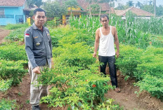 Hasil Dibagikan ke Anggota hingga Dijual, Tiap Desa Tanam Sayur Mayur
