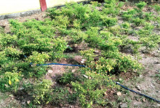 Kebun Cabai Pekarangan Jadi Sumber Rezeki Baru